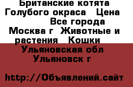 Британские котята Голубого окраса › Цена ­ 8 000 - Все города, Москва г. Животные и растения » Кошки   . Ульяновская обл.,Ульяновск г.